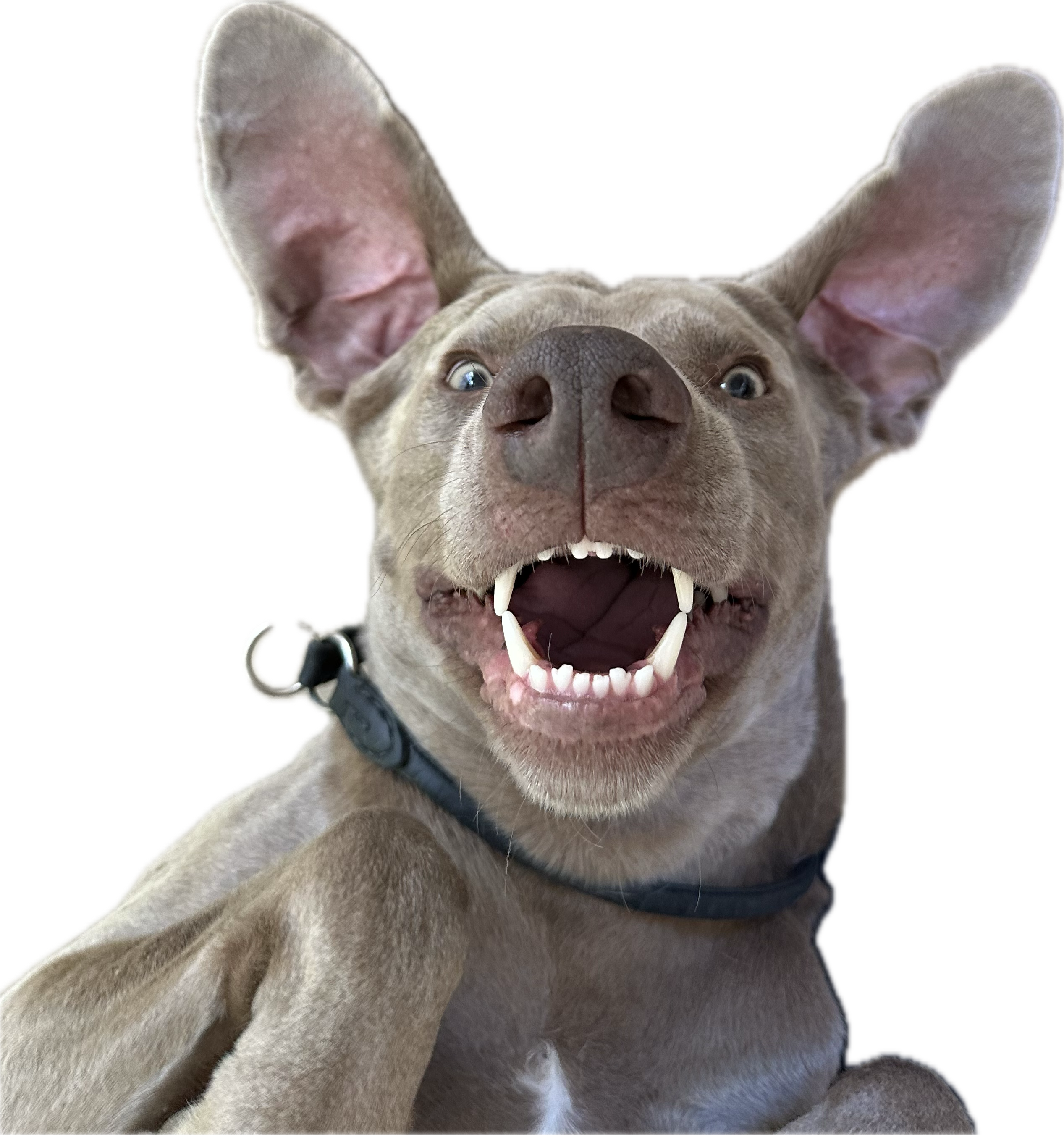Alf the dog